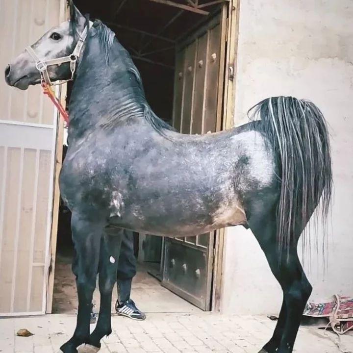 عکس مجموعه پرورش اسب کهندژ بزرگزاد