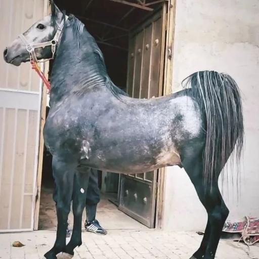 عکس مجموعه پرورش اسب کهندژ بزرگزاد