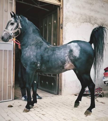 عکس مجموعه پرورش اسب کهندژ بزرگزاد