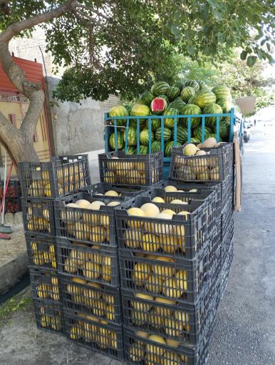 عکس میوه سید