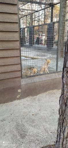 عکس روباه معمولی