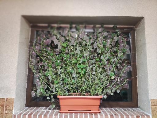 عکس رستوران سنتی سپیدار