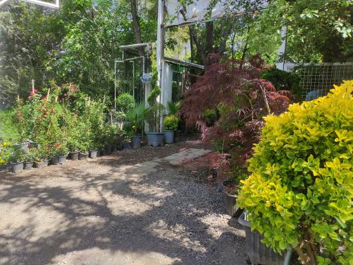 عکس بازار گل و گیاه زنجان