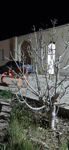 عکس مدرسه علمیه حبیبیه 