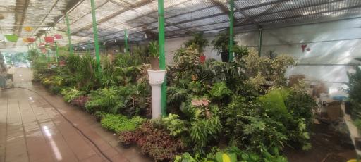 عکس بازار گل و گیاه زنجان