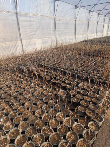 عکس گلخانه  ثامن محلات