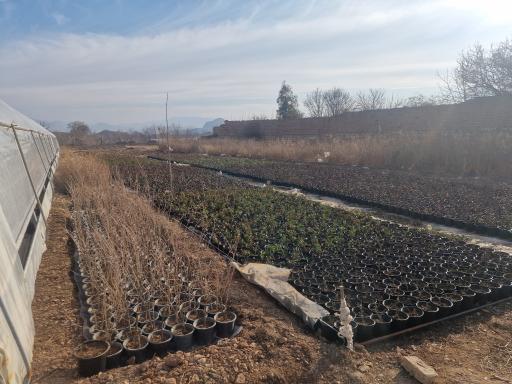 عکس گلخانه  ثامن محلات