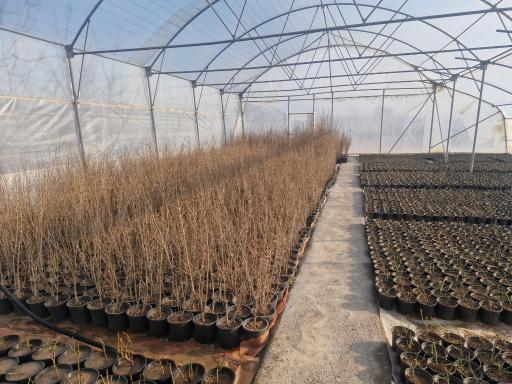 عکس گلخانه  ثامن محلات