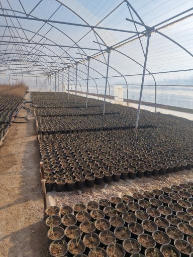 عکس گلخانه  ثامن محلات