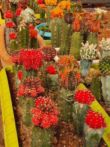 عکس گلخانه  ثامن محلات