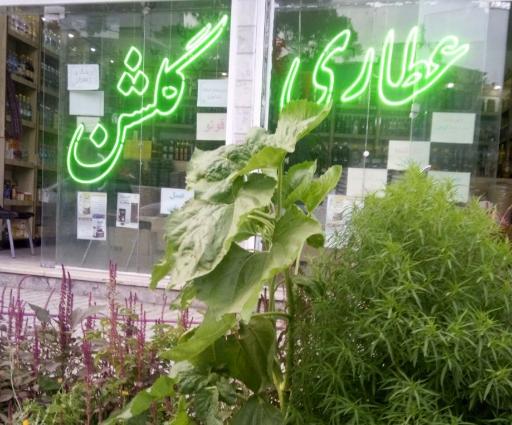 عکس گلشن‌دار‌و