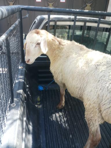 عکس گوسفند زنده احمدی 