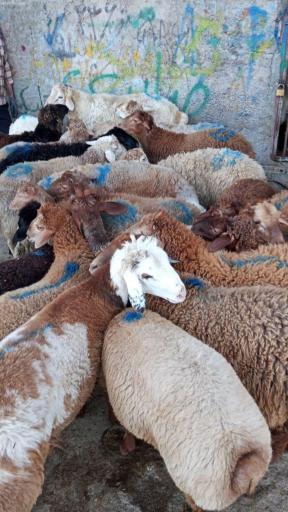 عکس گوسفند زنده احمدی 