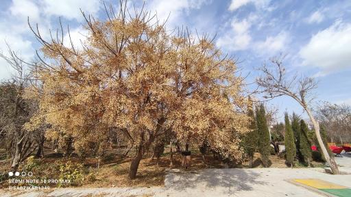 باغ هنر شیراز