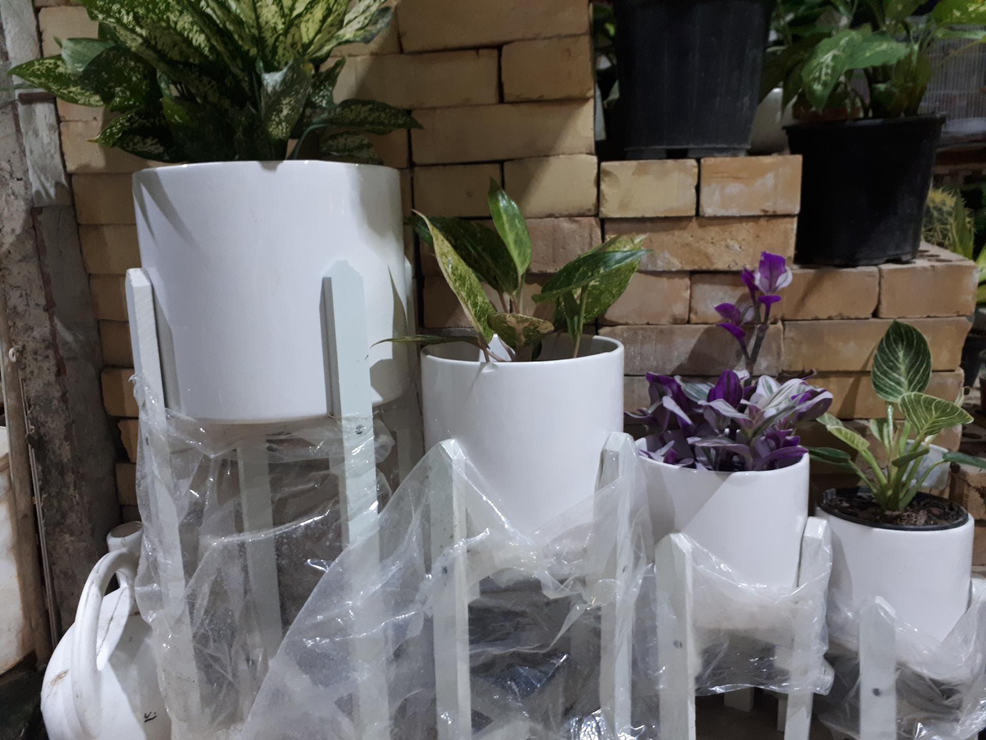 عکس گلخانه بهشت