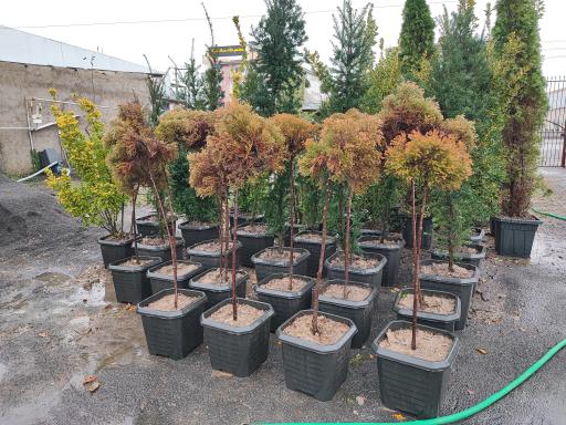 عکس باغ گل بوته و فروش ماهی زنده