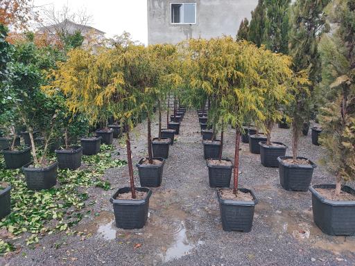 عکس باغ گل بوته و فروش ماهی زنده