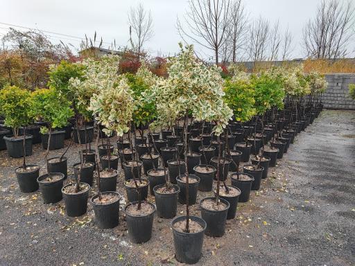 عکس باغ گل بوته و فروش ماهی زنده