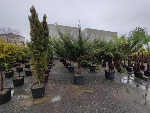 عکس باغ گل بوته و فروش ماهی زنده