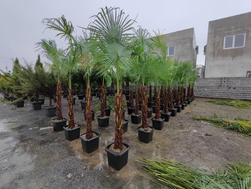 عکس باغ گل بوته و فروش ماهی زنده