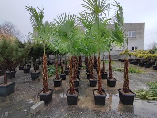 عکس باغ گل بوته و فروش ماهی زنده