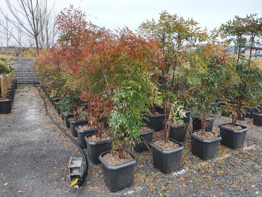 عکس باغ گل بوته و فروش ماهی زنده