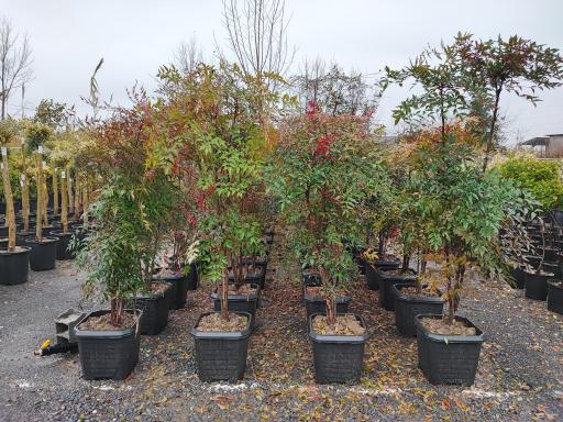 عکس باغ گل بوته و فروش ماهی زنده