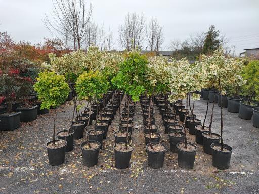 عکس باغ گل بوته و فروش ماهی زنده