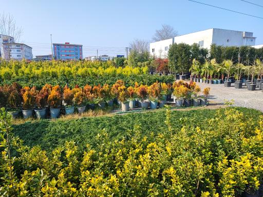 عکس باغ گل بوته و فروش ماهی زنده