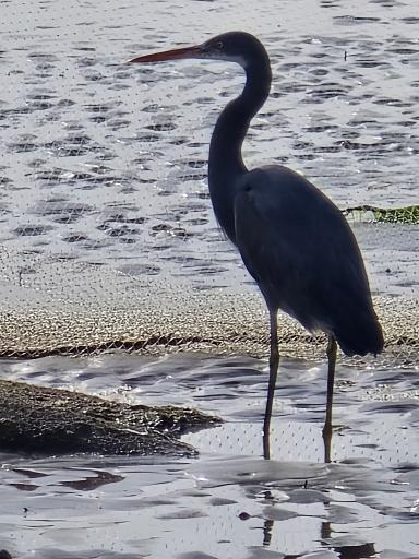 ساحل خواجه عطا 