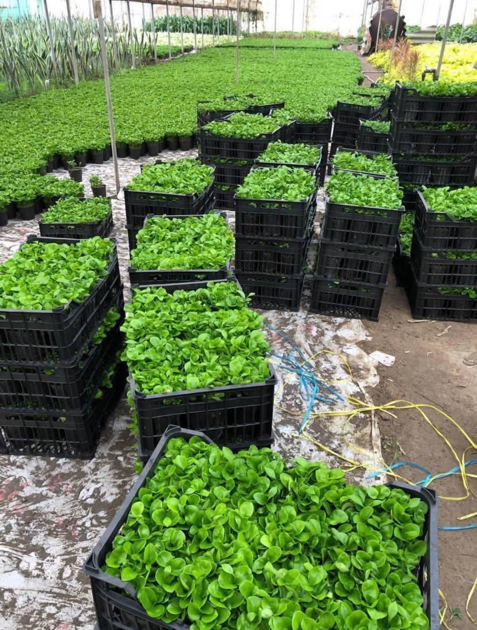 عکس پخش گل گلایل