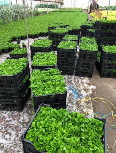 عکس پخش گل گلایل