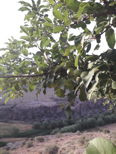 عکس رود خانه قره سو