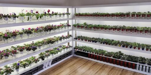 عکس گلخانه بنفشه لاهیجان