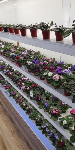 عکس گلخانه بنفشه لاهیجان