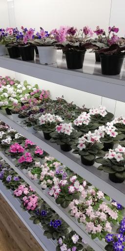 عکس گلخانه بنفشه لاهیجان