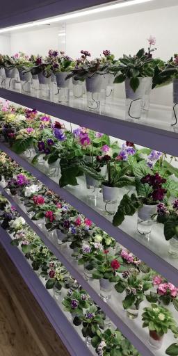 عکس گلخانه بنفشه لاهیجان