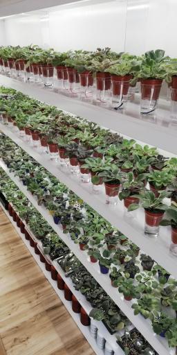 عکس گلخانه بنفشه لاهیجان