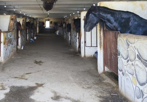 عکس باشگاه سوارکاری پادوک