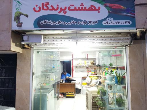 عکس پرنده و دان بهشت پرندگان