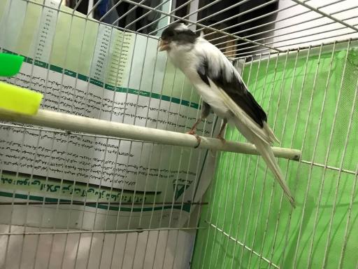 عکس پرنده و دان بهشت پرندگان