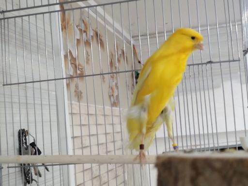 عکس پرنده و دان بهشت پرندگان