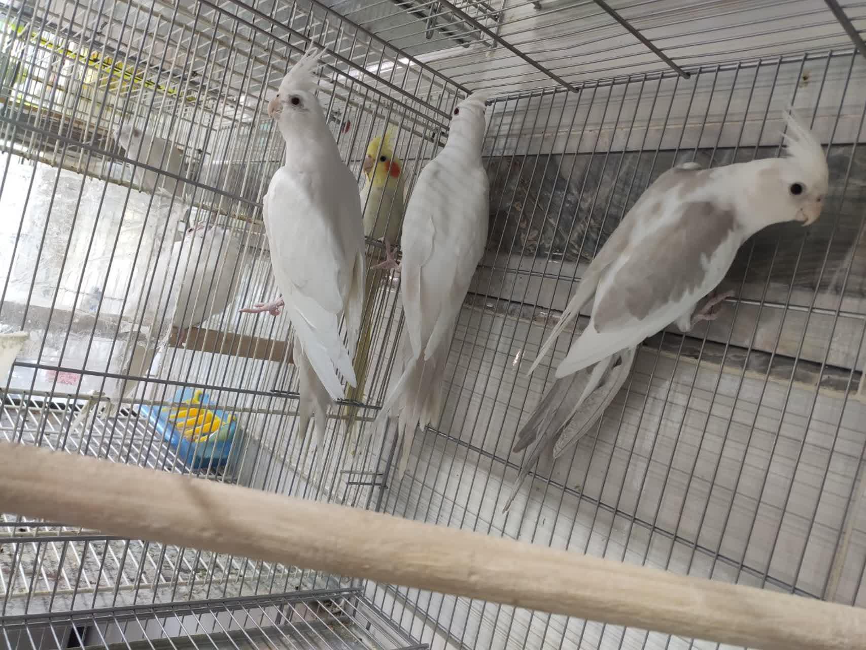 عکس پرنده و دان بهشت پرندگان