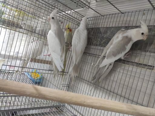 پرنده و دان بهشت پرندگان