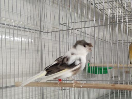 پرنده و دان بهشت پرندگان