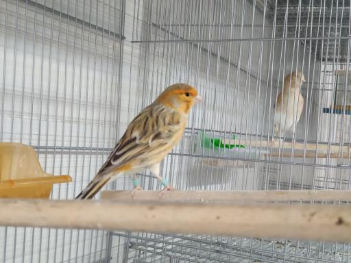 پرنده و دان بهشت پرندگان