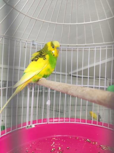 عکس پرنده و دان بهشت پرندگان