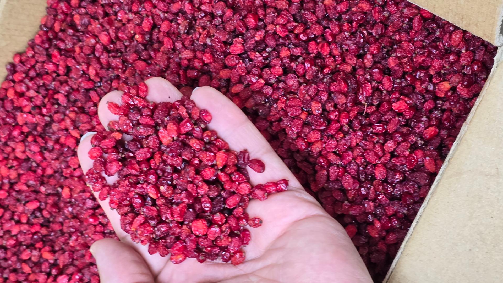 عکس زعفران بانوشید مستقیم از مزرعه