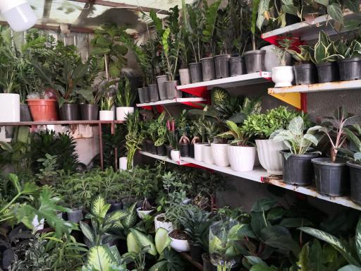 عکس گلکده گل پونه