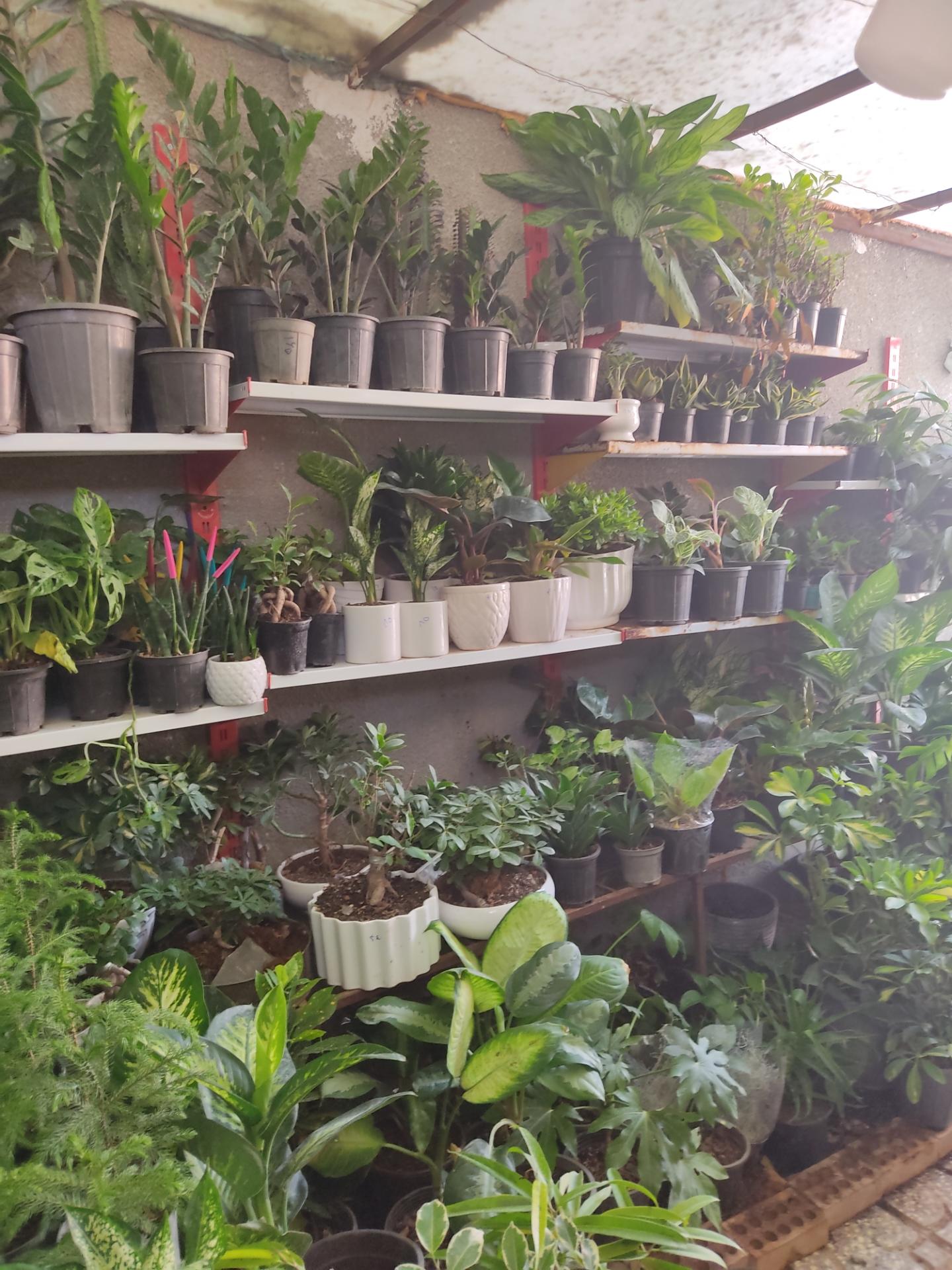 عکس گلکده گل پونه